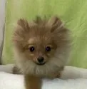 ポメラニアン【山形県・女の子・2021年9月3日・オレンジ】の写真3「2/14」