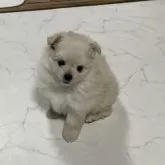 ミックス(ポメラニアン×ポメプー)【茨城県・女の子・2025年6月23日・クリーム】の写真9