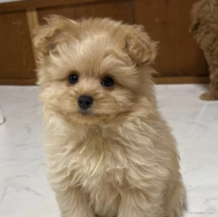 ID：2503-07749の子犬