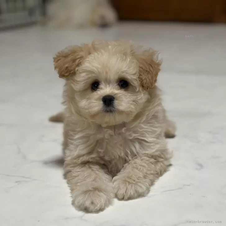清水 様のお迎えした子犬