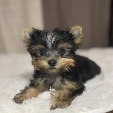 ヨークシャーテリア【茨城県・男の子・2025年8月19日・スチールブルータン】の写真「小ぶりな4頭兄妹」