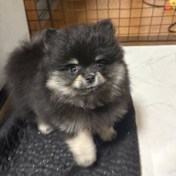 ポメラニアン【茨城県・女の子・2025年10月5日・ブラックタン】の写真「小ぶりで美人な子♡」