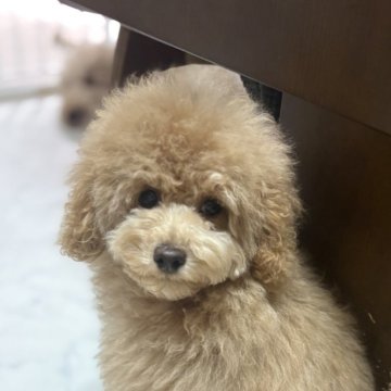 トイプードル(トイ)【茨城県・男の子・2025年8月10日・アプリコット】の写真「子グマちゃん❤️」