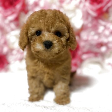 タイニープードル【茨城県・女の子・2025年8月10日・レッド】の写真「足の短いドワーフの女の子です♡」