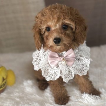 タイニープードル【茨城県・女の子・2025年9月10日・レッド】の写真「おめめクリっと可愛い女の子♡」