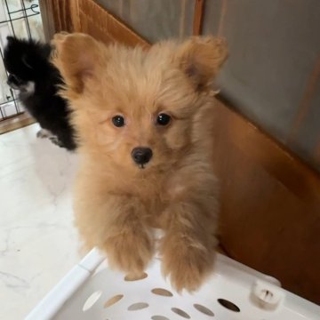 ポメプー(ポメラニアン×トイプードル)【茨城県・女の子・2025年10月3日・クリーム】の写真「活発な女の子♡」