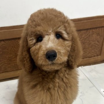 スタンダードプードル【茨城県・男の子・2025年8月16日・レッド】の写真「お顔が可愛い兄妹♡」