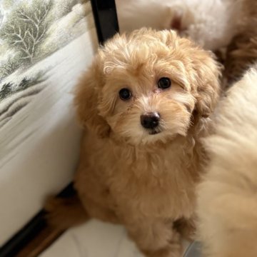 チワプープー(チワプー×トイプードル)【茨城県・女の子・2025年2月23日・レッド】の写真「元気いっぱいな女の子♡」