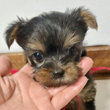 ヨークシャーテリア【茨城県・女の子・2025年8月19日・スチールブルータン】の写真「小ぶりな4頭兄妹」