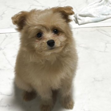 ポメプー(ポメラニアン×トイプードル)【茨城県・女の子・2025年10月3日・クリーム】の写真「活発な女の子♡」