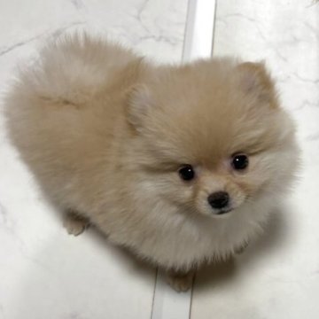 ポメラニアン【茨城県・女の子・2025年10月5日・クリーム】の写真「美人さん💕」