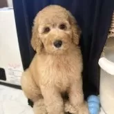 スタンダードプードル