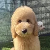 スタンダードプードル