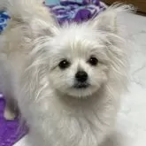 ミックス(ポメラニアン×ポメプー)【茨城県・女の子・2025年6月23日・クリーム】の写真1「12/1体重2.2kg」