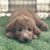 スタンダードプードル