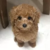 タイニープードル