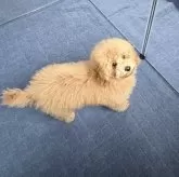 トイプードル(トイ)【茨城県・男の子・2025年8月10日・アプリコット】の写真3