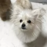 ミックス(ポメラニアン×ポメプー)【茨城県・女の子・2025年6月23日・クリーム】の写真4