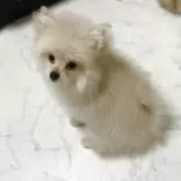 ミックス(ポメラニアン×ポメプー)【茨城県・女の子・2025年6月23日・クリーム】の写真6