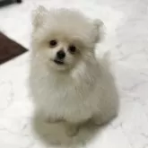 ミックス(ポメラニアン×ポメプー)【茨城県・女の子・2025年6月23日・クリーム】の写真7