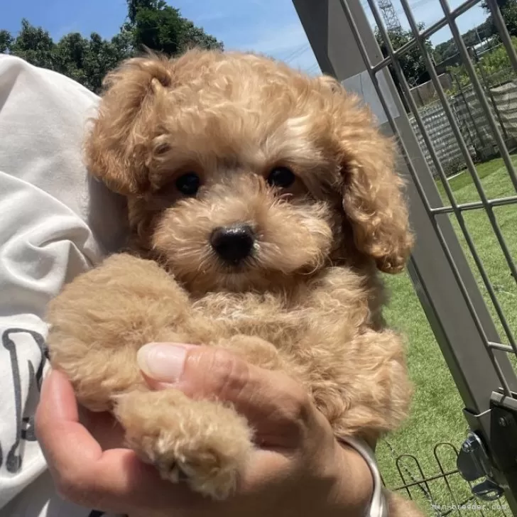 N.A 様のお迎えした子犬