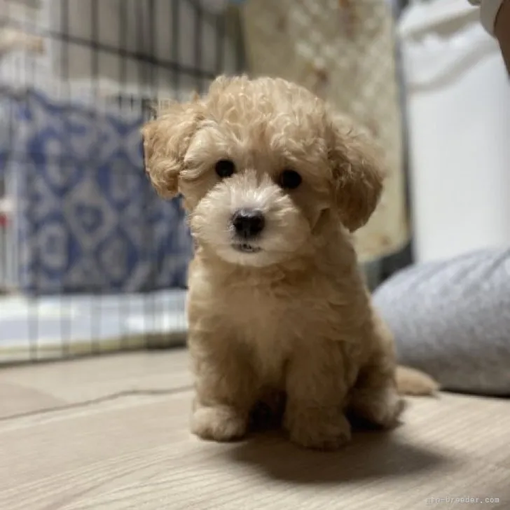ID：2305-02594の子犬
