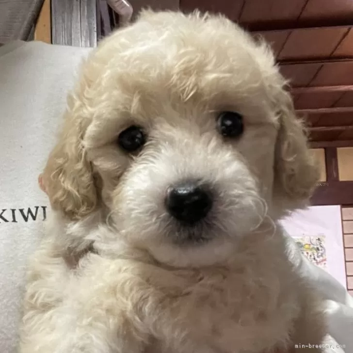 ID:2404-05827の子犬