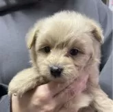 ポメプー(ポメラニアン×トイプードル)【茨城県・男の子・2024年2月5日・ミルクティー】の写真1