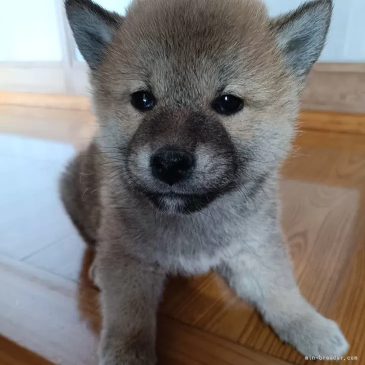 ID:2502-03831の子犬