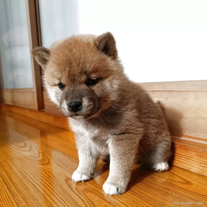 柴犬(標準サイズ)【岩手県・男の子・2025年10月10日・赤】の写真1