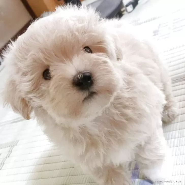 マルプー(トイプードル×マルチーズ)【岩手県・男の子・2025年8月30日・クリーム】の写真1