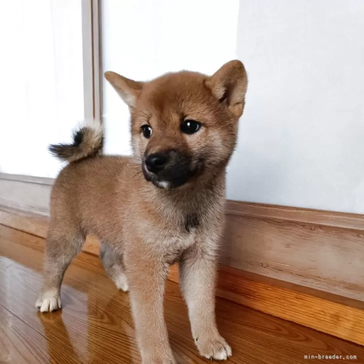 柴犬(標準サイズ)【岩手県・女の子・2025年7月6日・赤】の写真1