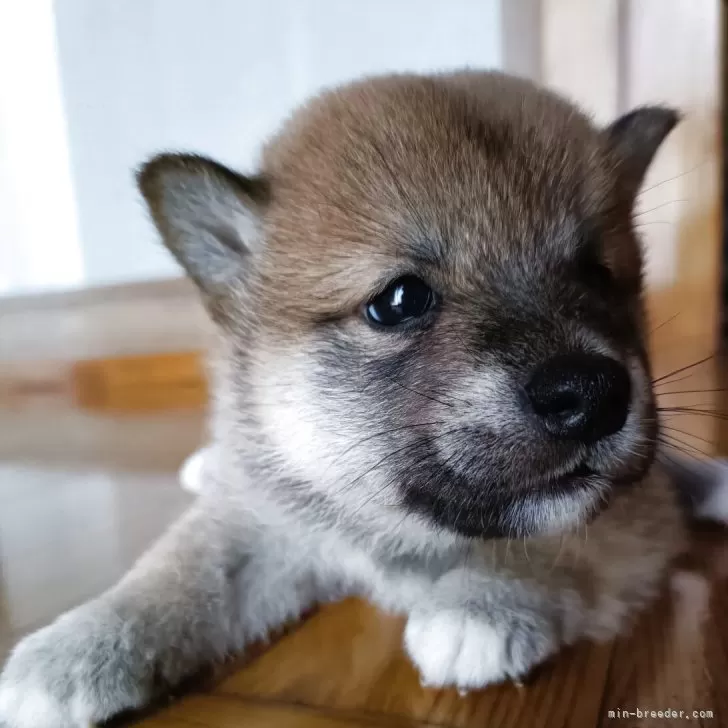 ID:2508-00657の子犬