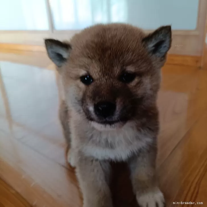 ID:2502-03834の子犬