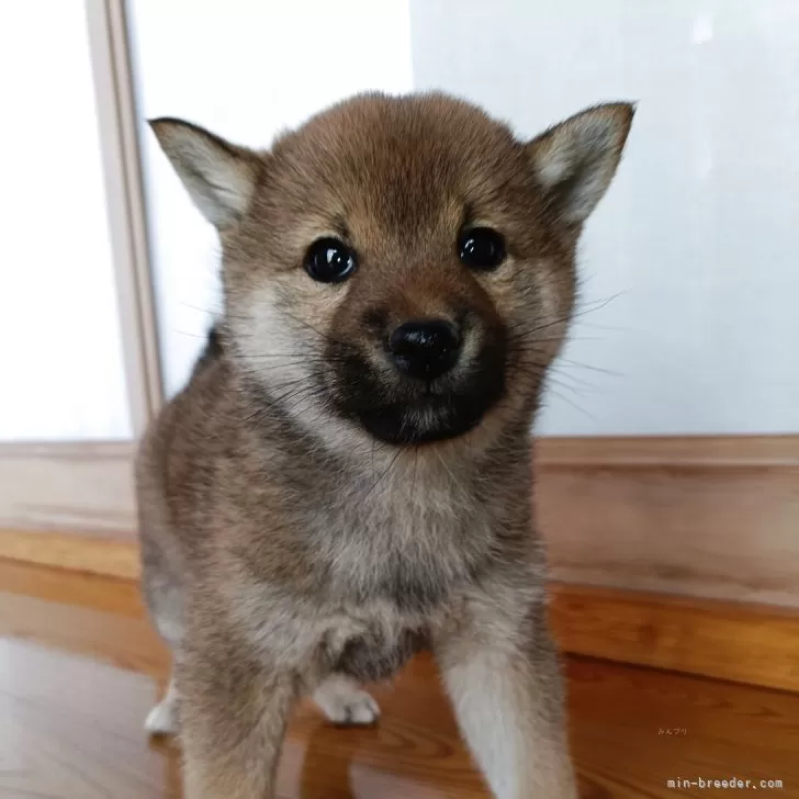 ID:2504-01979の子犬