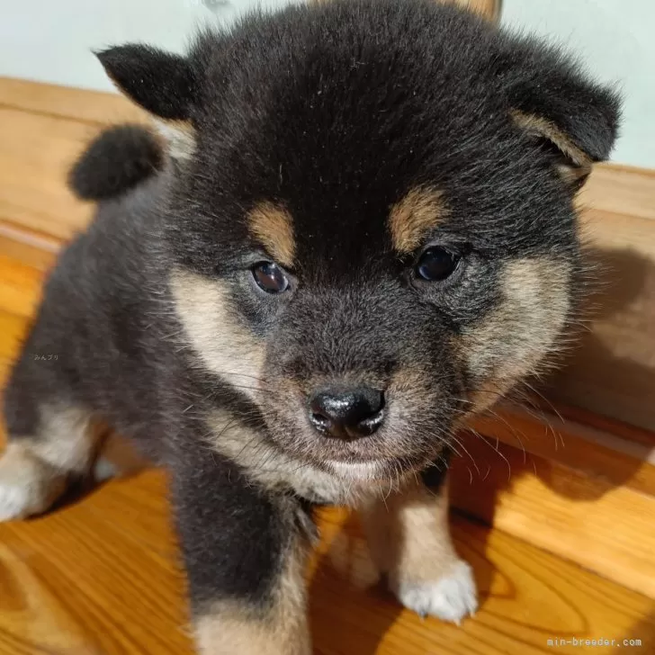 ID:2412-01750の子犬