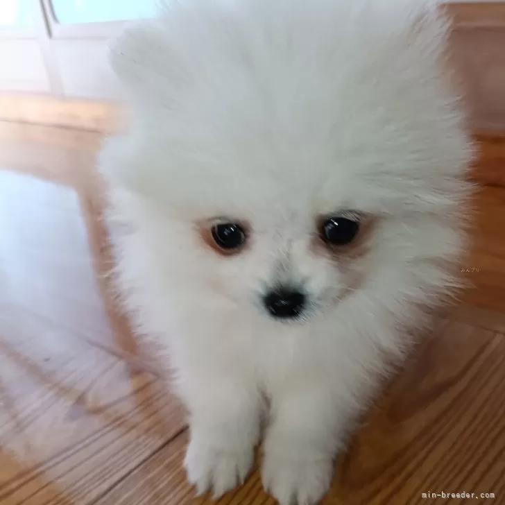 K 様のお迎えした子犬