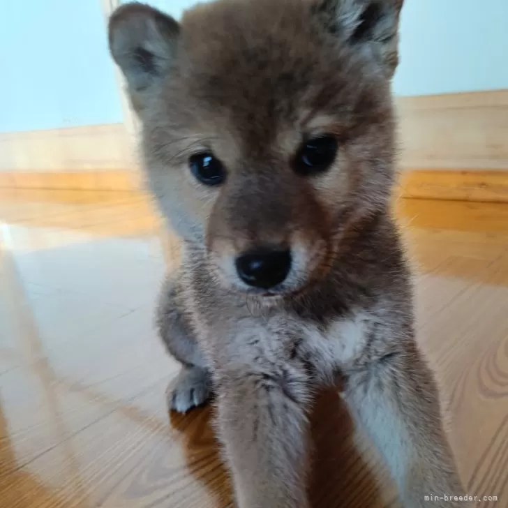 ID：2503-06747の子犬