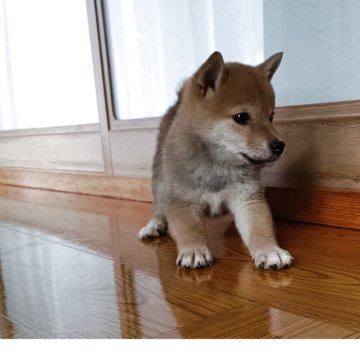 柴犬(標準サイズ)【岩手県・女の子・2025年10月7日・赤】の写真「元気です」