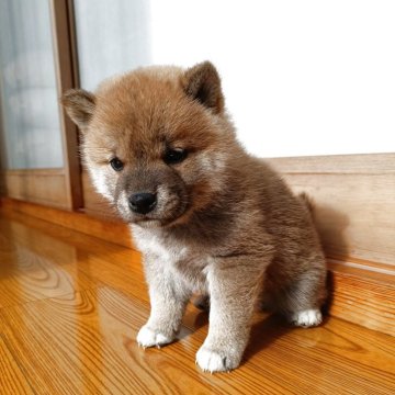 柴犬(標準サイズ)【岩手県・男の子・2025年10月10日・赤】の写真「もこもこです」