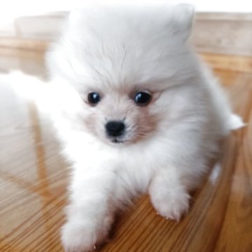 ポメラニアン【岩手県・女の子・2025年9月3日・クリーム】の写真「活発になりました」