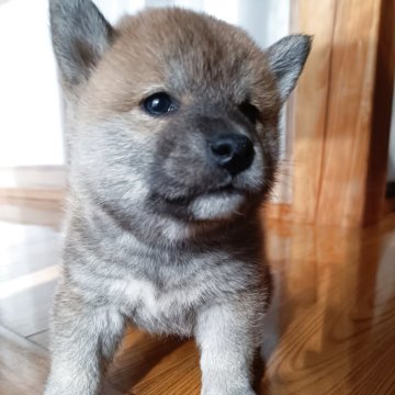 柴犬(標準サイズ)【岩手県・男の子・2025年10月10日・赤】の写真「もふもふです」