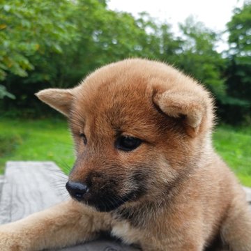 柴犬(標準サイズ)【岩手県・女の子・2025年7月6日・赤】の写真「お父さんは豆柴犬です」