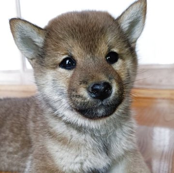 柴犬(標準サイズ)【岩手県・男の子・2025年2月9日・赤】の写真「少し大っきめです」