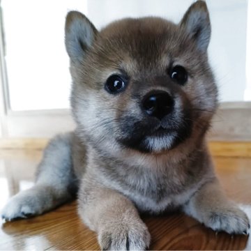 柴犬(標準サイズ)【岩手県・女の子・2025年5月6日・赤】の写真「まだおとなしい時期です」