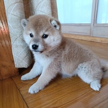 柴犬(標準サイズ)【岩手県・女の子・2025年1月31日・赤】の写真「元気な女の子です」