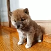 柴犬(標準サイズ)