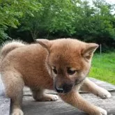 柴犬(標準サイズ)
