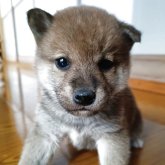 柴犬(標準サイズ)