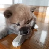 柴犬(標準サイズ)【岩手県・男の子・2025年10月10日・赤】の写真2